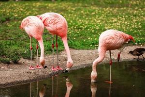 Pink big birds Greater Flamingos, Phoenicopterus ruber, in the water. Flamingos cleaning feathers. Wildlife animal scene from nature. photo