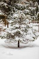 Beautiful winter landscape. Little fir tree covered with fresh fallen snow in winter forest on cold daytime. Pine trees in winter woods on background photo