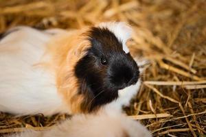 linda rojo y blanco Guinea cerdo en el heno de cerca. pequeño mascota en sus casa foto