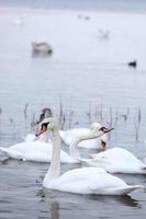 White swan flock in spring water. Swans in water. White swans. Beautiful white swans floating on the water. swans in search of food. selective focus photo