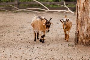 two beautiful little goats are walking in zoo in natural background. selective focus photo