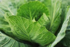 el repollo crece en el jardín. agricultura. alimentos sanos y saludables para los humanos. el cultivo de la col. cabeza de repollo verde en alimentos vegetales orgánicos de granja casera foto