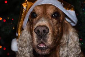 Santa dressed dog cocker spaniel photo