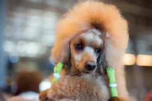 Funky Giant Poodle black dog profile on white photo