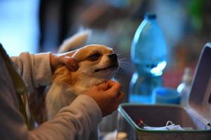 GENOA, ITALY - MAY 21 2016 - Annual public international dog show photo