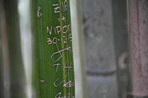 escritos de amor en bambú verde foto