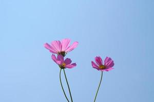 Beautiful cosmos flowers blooming in the sun blue sky background photo