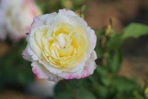 beautiful rose blooming in the sun photo