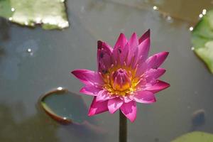 lotus flower in the pond photo