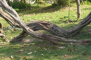 Crooked vines in the garden photo