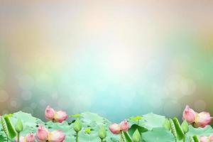 Lotus and lotus leaf nature blur background photo