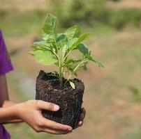 concept of saving the world tree in human hands photo