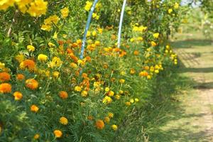 beautiful marigolds in the garden photo