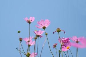 hermosa cosmos flores floreciente en el Dom azul cielo antecedentes foto