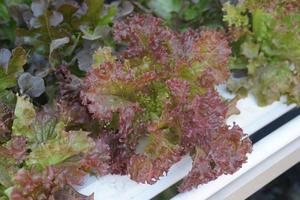 Lettuce is grown without soil, used for eating. photo