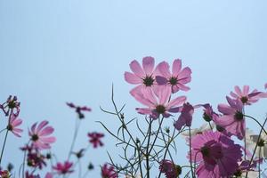 Beautiful cosmos flowers blooming in the sun blue sky background photo