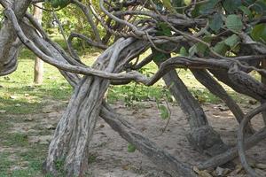 Crooked vines in the garden photo