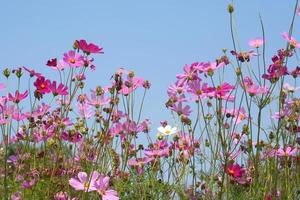 Beautiful cosmos flowers blooming in the sun blue sky background photo