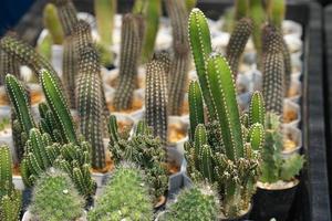 Cactus for sale in the market photo