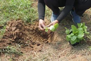 concept of saving the world tree in human hands photo