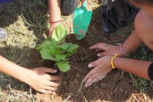 concept of saving the world tree in human hands photo