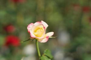 beautiful rose blooming in the sun photo