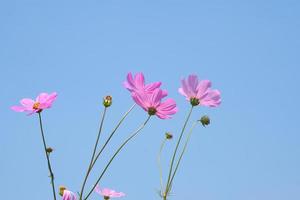 Beautiful cosmos flowers blooming in the sun blue sky background photo