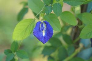 azul guisante flores en el jardín foto