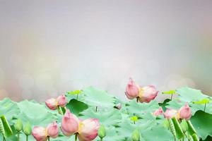 Lotus and lotus leaf nature blur background photo