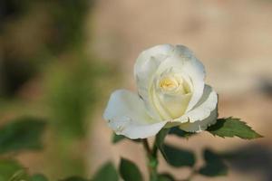 hermosa Rosa floreciente en el Dom foto