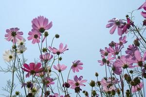 Beautiful cosmos flowers blooming in the sun blue sky background photo