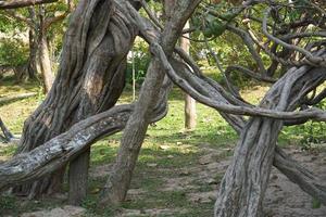 Crooked vines in the garden photo