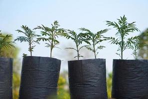 marigold seedlings in the garden photo