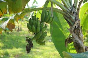 bananas on the banana tree in the garden photo