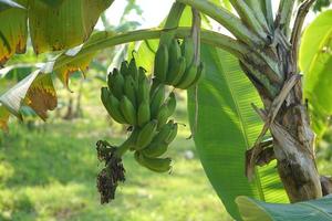 bananas en el plátano árbol en el jardín foto