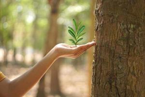 concepto de ahorro el mundo asiático mujer participación un pequeño árbol foto