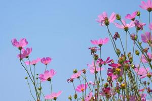 hermosa cosmos flores floreciente en el Dom azul cielo antecedentes foto