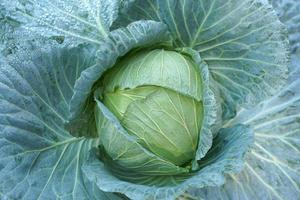 Organic green cabbage background in the garden photo