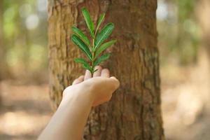 concept of saving the world Asian woman holding a small tree photo