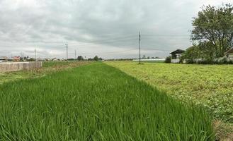 arroz campo paisaje con arroz plantas durante el día con un nube antecedentes foto