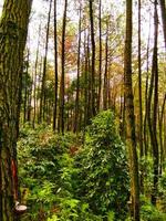 ver de un pino bosque en un tropical bosque foto