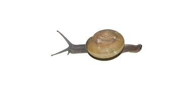 Pictures of snails classified as pests photo