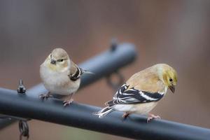 Two American goldfinches perching on a pole. photo