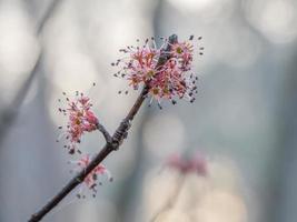 Pink flowers on a tree stem against gray and yellow bokeh background. photo