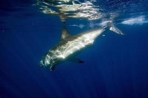 gran tiburón blanco listo para atacar de cerca foto