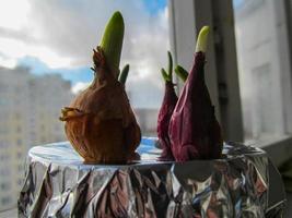 sprouting seed onion spring seedlings on the window photo