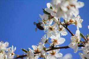 bee pollinating cherry blossoms photo