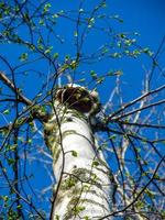 birch with young spring leaves photo