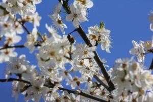 a bee pollinating cherry blossoms photo