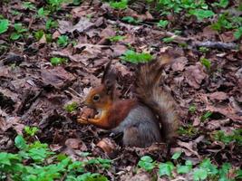 squirrel with a nut in its paws photo